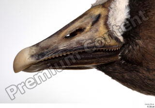 Greater white-fronted goose Anser albifrons beak head 0001.jpg